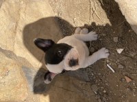French bulldog yavrumuza yuva