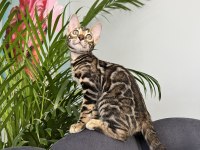 Show Class Brown Bengal Yavrular