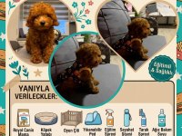 Erkek Toy Poodle