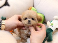 UYGUN BÜTÇELİ MALTİPOO YAVRULARİM