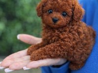 Ruhsatlı Üretimden Red Toy Poodle Yavrular