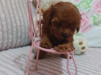Kore Kan Red Brown Poodle Minikler