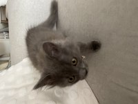 3 aylık dişi british longhair