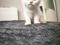 45 Günlük Eğitimli Scottish Fold