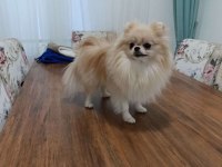 Eşleşme Tecrübeli Teacup Pomeranian Boo Dişimiz