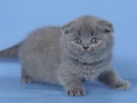 Kulaksız Gri Scottish Fold Shorthair