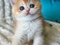 Bebeksi Golden British Shorthair