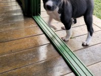 Basenji Cins Yavru Köpekler Özel Irk Türkiyede Yoktur