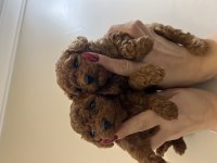 YENİ YIL ŞEKERLERİ POODLE KÖPEKLER SİZLER İÇİN HAZIR