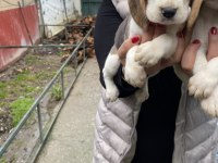 Safkan elizabet beagle yavrularım