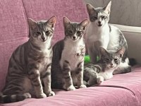 6 aylık ev kedisi yavrularımıza yuva