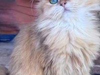 Safkan dişi british longhair kediler sahiplendirilecektir