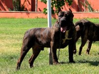 PRESA CANARİO A KALİTE KÖPEKLER