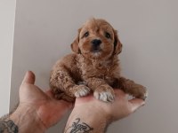 Maltipoo yavru