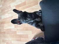 3 Aylık Yavru French Bulldog