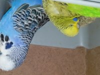 Show Jumbo muhabbet kuşu vasıflı