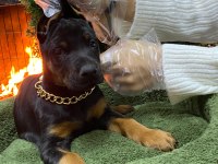 Orijinal king Doberman Yavruları
