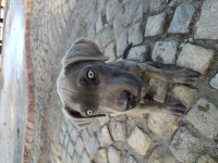 Cane corso 4 aylık