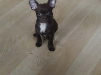 4 aylık erkek chihuahua