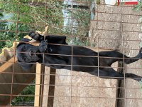3.5 aylık safkan cane corso a kalite