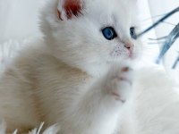 Kar tanesi silver british shorthair