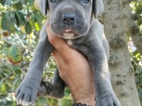 Asalet ve Güç Bir Arada Blue Cane Corso Yavruları