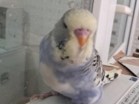 RENK GÜZELİ PARÇALI BEBEK MUHABBET KUŞU