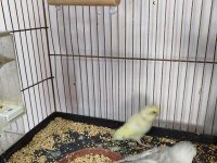 Jumbo muhabbet ve yerli muhabbet kuşlarım varıdır