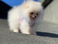 Show kalite ayı surat Pomeranian boo yavrular