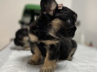 Egzotik Üst Düzey full Fluffy Dişi Fransız Bulldog