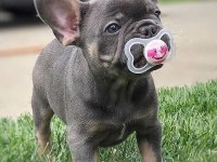 5 Haftalık safkan French Bulldog bebekler