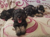Minyatür Schnauzer Secereli