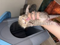 Tabby ve british shorthair yavrular