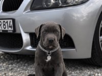 2 Buçuk Aylık Cane Corso Yavrular
