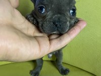 French bulldog blue erkek yavru