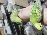 Üretimhaneden Muhabbet Kuşu Yavruları