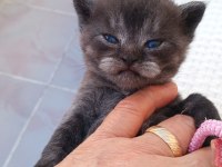 British shorthair 40 günlük