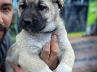 Boz aslan köpeğimiz