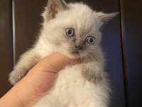 Uyguna ev ortamında bakılmış british shorthair