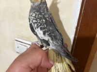 TAM 57 GÜNLÜK FULL EVCİL KUSURSUZ BEBEK SULTAN