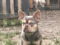 10 Aylık french bulldog ücretsiz