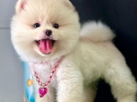 Safkan Pomeranian Boo Bebekler