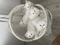2 aylık british longhair