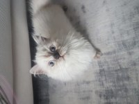 Oğlumuza yuva british longhair