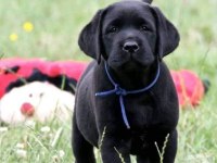 TÜRKİYENİN EN ÖZEL ÇİFLİĞİNDEN LABRADOR YAVRULARI 