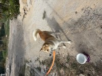 1 yaşında akita inu uysal sosyal oyuncu