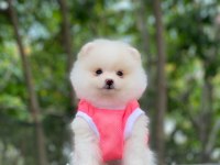 Evlerinize getirecek pomeranian boo yavrularımız hazır