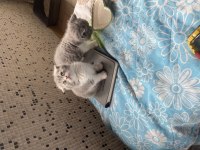 Maviş scottish fold kızlarım