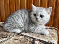 British shorthair silver point 2 aylık dişi