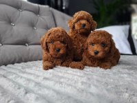 Eşsiz Güzellliğe Sahip Toy Poodle Yavrular